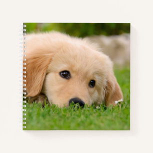 Golden Retriever Cute Puppy Dreams Dog Foto Notitieboek