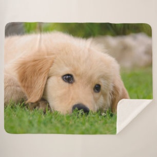 Golden Retriever Cute Puppy Dreams Dog Foto Sherpa Deken