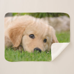 Golden Retriever Cute Puppy Dreams Dog Foto Sherpa Deken
