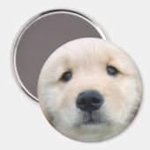 Golden Retriever Cute Puppy Magneet (Voorkant / Achterkant)