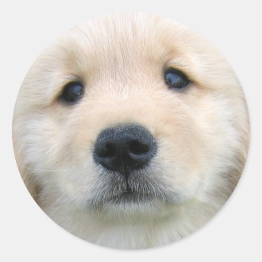 Golden Retriever Cute Puppy Ronde Sticker (Voorkant)