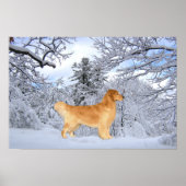 Golden Retriever Danny Boy Print (Voorkant)