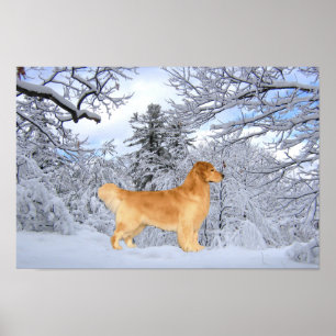 Golden Retriever Danny Boy Print