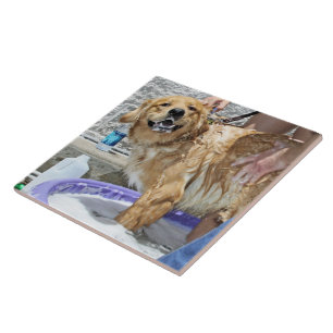 Golden Retriever - dat de Spot! Tegeltje