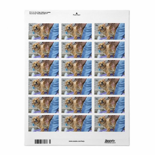 Golden Retriever - Dat is de plek! Etiket (Full Sheet)