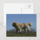 Golden retriever die 3 in werking stellen briefkaart (Voorkant / Achterkant)