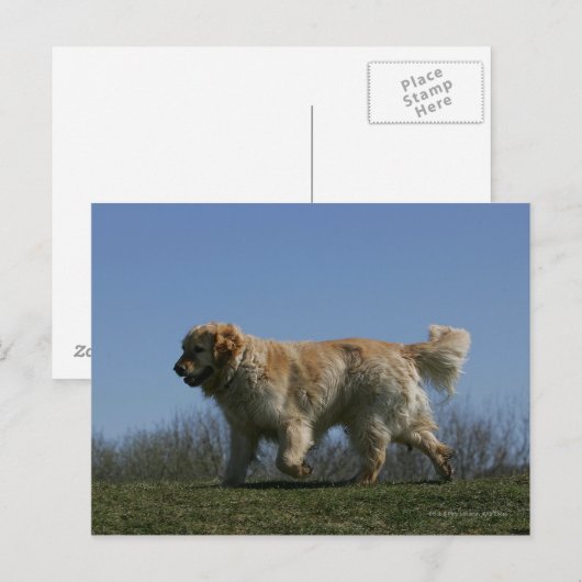 Golden retriever die 3 in werking stellen briefkaart (Voorkant / Achterkant)