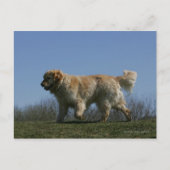 Golden retriever die 3 in werking stellen briefkaart (Voorkant)