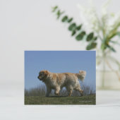 Golden retriever die 3 in werking stellen briefkaart (Staand voorkant)
