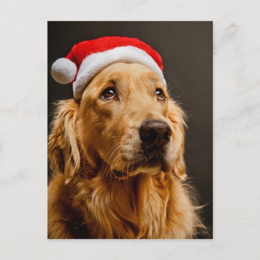 Golden Retriever die zich voor zijn kerstfeest inz Feestdagenkaart (Voorkant)