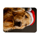 Golden Retriever die zich voor zijn kerstfeest inz Magneet (Horizontaal)