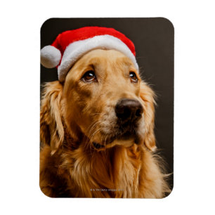 Golden Retriever die zich voor zijn kerstfeest inz Magneet