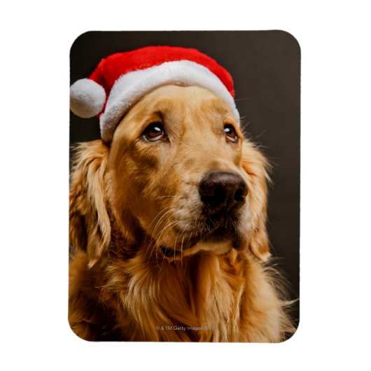 Golden Retriever die zich voor zijn kerstfeest inz Magneet (Verticaal)