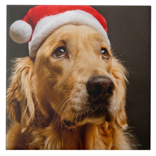 Golden Retriever die zich voor zijn kerstfeest inz Tegeltje (Voorkant)