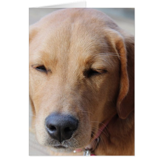 Golden Retriever Dog #2 (Voorkant)