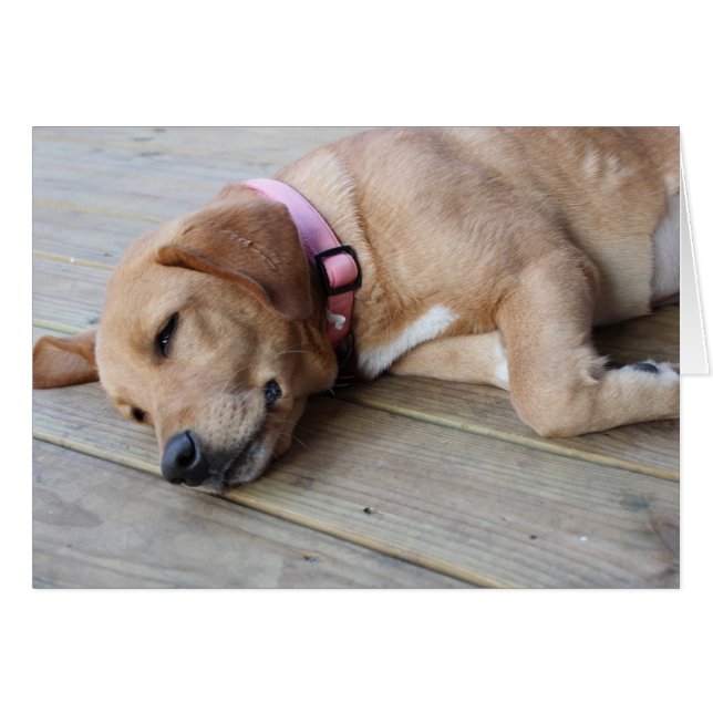 Golden Retriever Dog #3 (Voorkant Horizontaal)