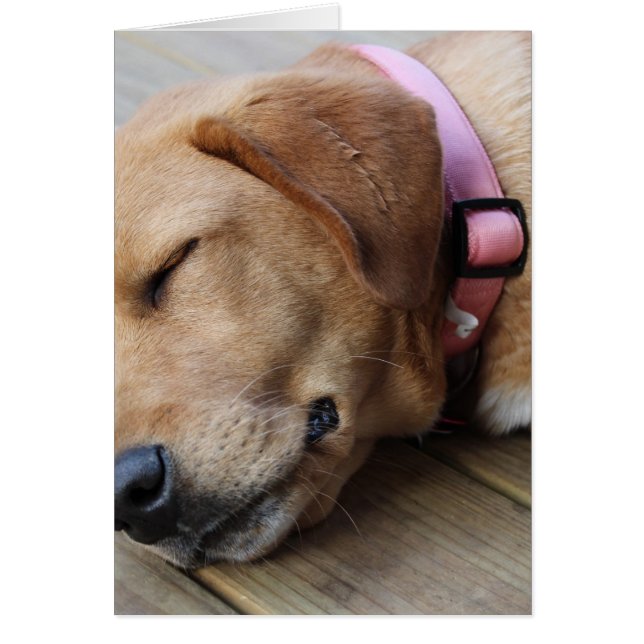 Golden Retriever Dog #4 (Voorkant)