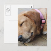 Golden Retriever Dog #4 Briefkaart (Voorkant / Achterkant)