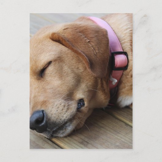 Golden Retriever Dog #4 Briefkaart (Voorkant)