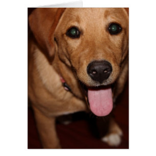 Golden Retriever Dog #5