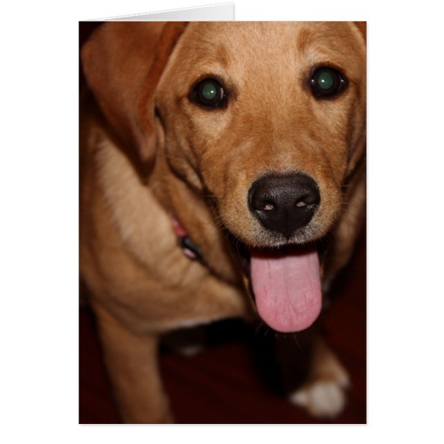 Golden Retriever Dog #5 (Voorkant)