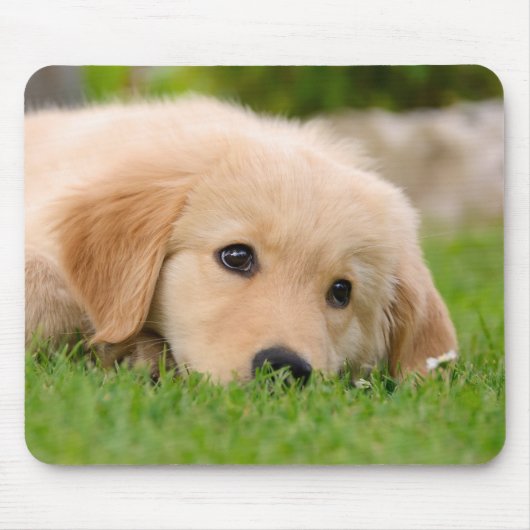 Golden Retriever Dog Cute Puppy Dreaming Muismat (Voorkant)