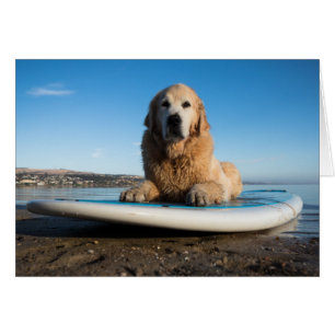 Golden Retriever Dog die op een pedaalbord leest