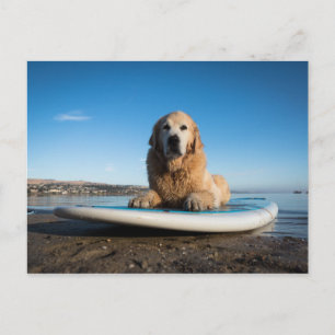 Golden Retriever Dog die op een pedaalbord leest Briefkaart