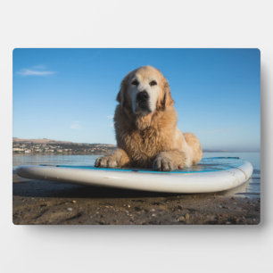 Golden Retriever Dog die op een pedaalbord leest Fotoplaat