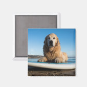 Golden Retriever Dog die op een pedaalbord leest Magneet (Voorkant / Achterkant)