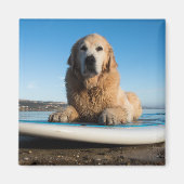 Golden Retriever Dog die op een pedaalbord leest Magneet (Voorkant)