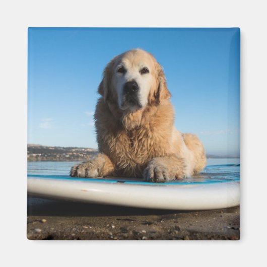 Golden Retriever Dog die op een pedaalbord leest Magneet (Voorkant)