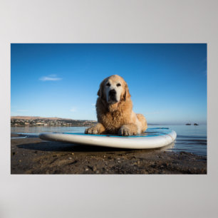 Golden Retriever Dog die op een pedaalbord leest Poster