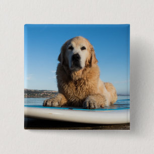 Golden Retriever Dog die op een pedaalbord leest Vierkante Button 5,1 Cm