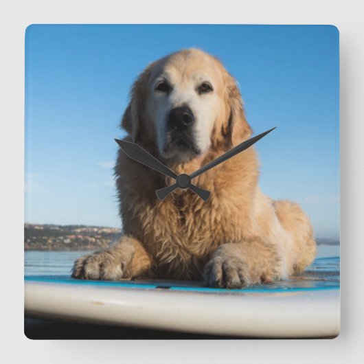 Golden Retriever Dog die op een pedaalbord leest Vierkante Klok (Voorkant)