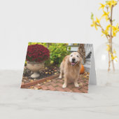 Golden Retriever Dog en Herfst Scenery Thanksgivin Kaart (Gele Bloem)
