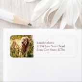 Golden Retriever Dog Etiket (Insitu)