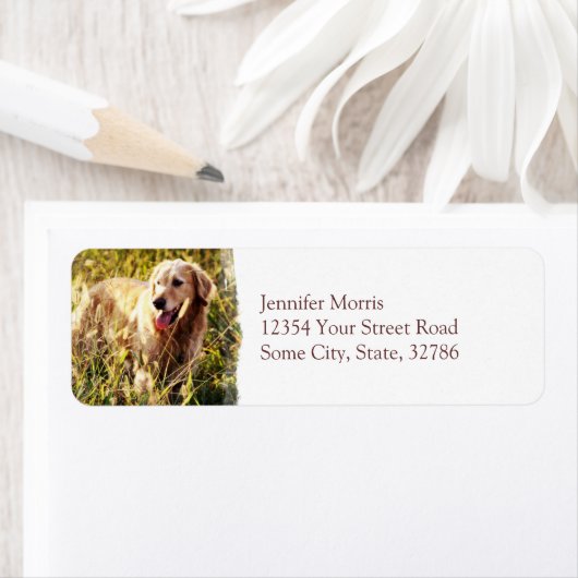 Golden Retriever Dog Etiket (Insitu)