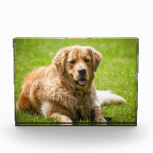 Golden Retriever Dog Fotoblokken (Voorkant)