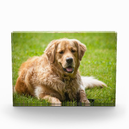 Golden Retriever Dog Fotoblokken (Voorkant)