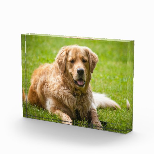 Golden Retriever Dog Fotoblokken (Rechts)