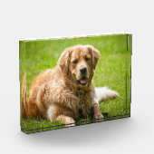 Golden Retriever Dog Fotoblokken (Links)