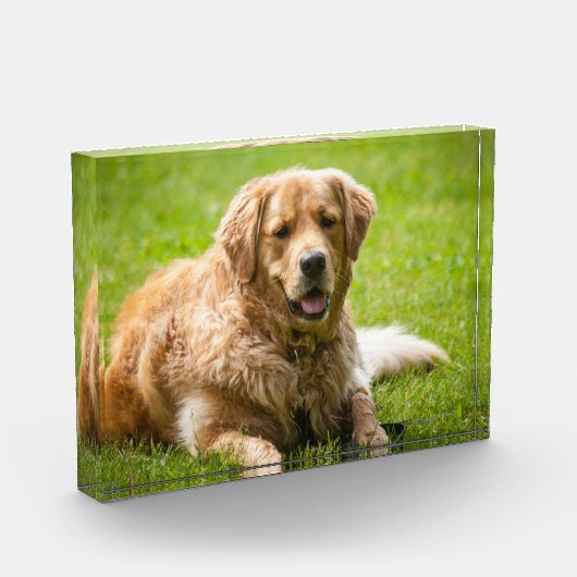 Golden Retriever Dog Fotoblokken (Links)
