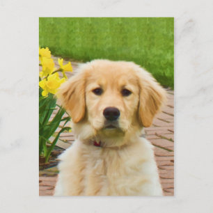 Golden Retriever Dog, Geel Briefkaart Daffodils