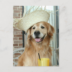 Golden Retriever Dog in Pet Happy Summer Briefkaart