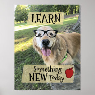 Golden Retriever Dog leert iets nieuws Poster