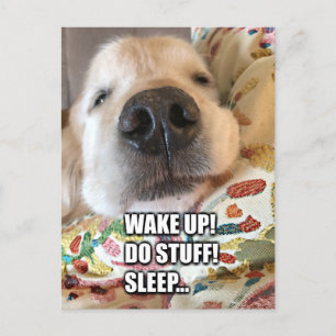 Golden Retriever Dog Motivatie Meme Briefkaart