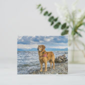 Golden Retriever Dog op Beach Blue Sky Foto Briefkaart (Staand voorkant)