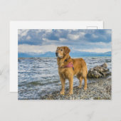 Golden Retriever Dog op Beach Blue Sky Foto Briefkaart (Voorkant / Achterkant)