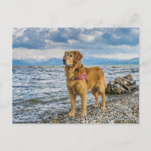Golden Retriever Dog op Beach Blue Sky Foto Briefkaart (Voorkant)